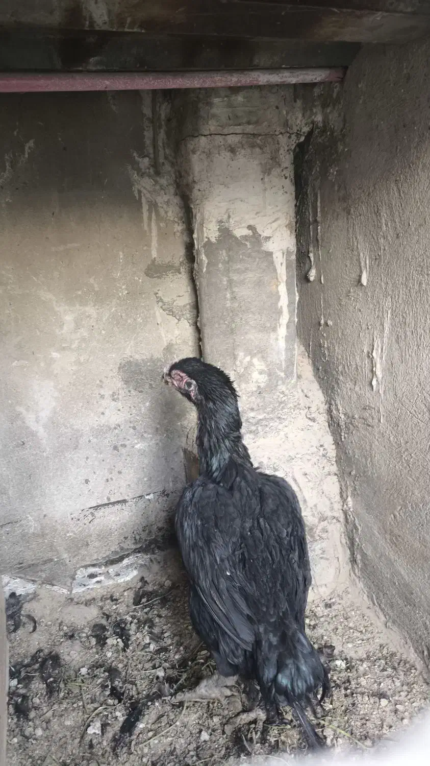 مرغ لاری اصلی افغان آلمان|حیوانات مزرعه|تهران, شهرک ابوذر|دیوار