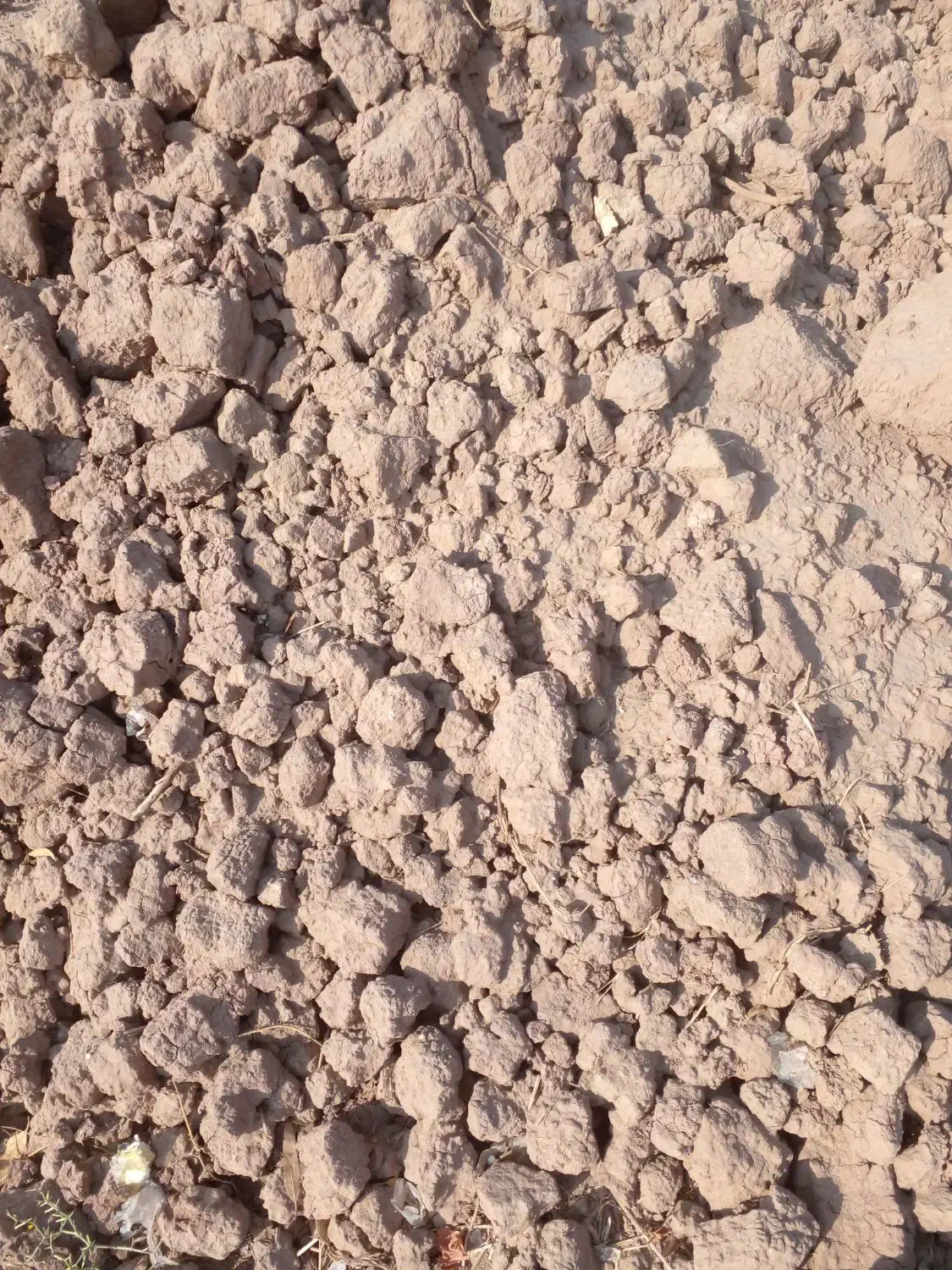 کاهگل آماده باضمانت|خدمات پیشه و مهارت|رفسنجان, |دیوار