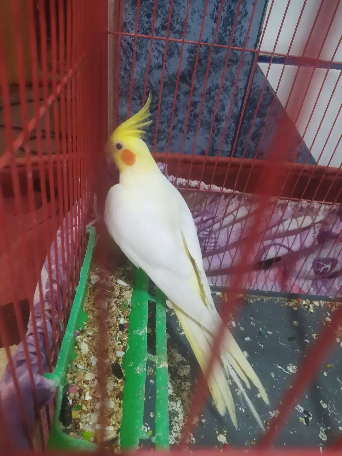 عروس هلندی لوتینو|پرنده|بندر ماهشهر, |دیوار