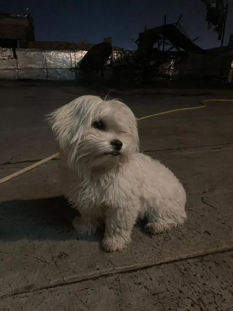 سگ پاکوتاه|سگ|خوی, |دیوار