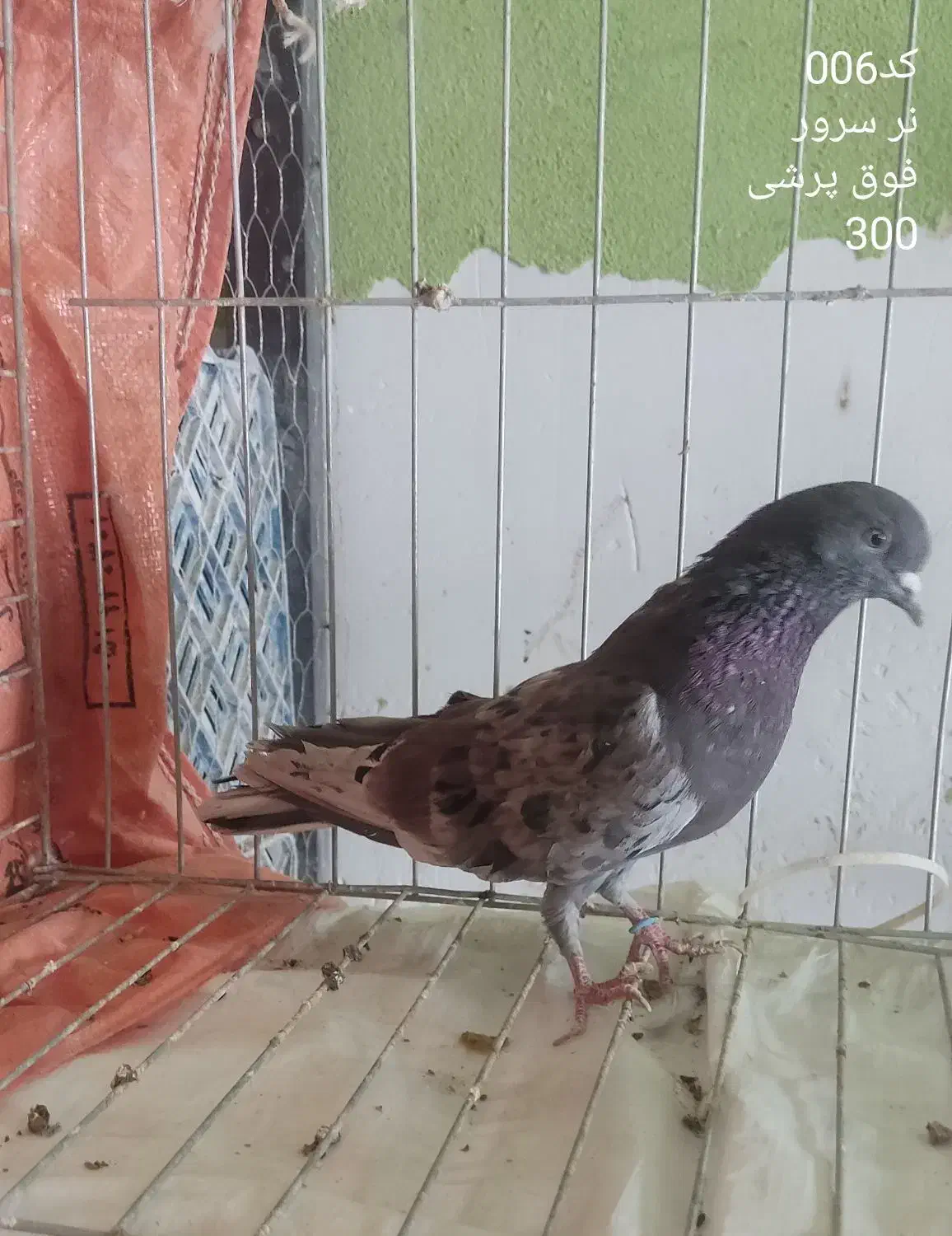 فروش کبوتر خوشگل و پرشی|پرنده|یزد, |دیوار