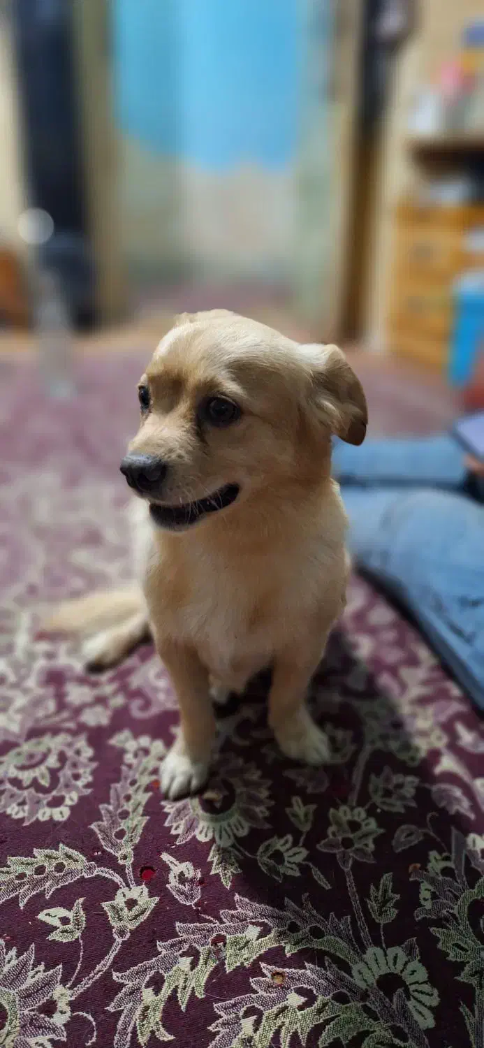 سگ.بازی گوشی|سگ|شیراز, سیلو|دیوار