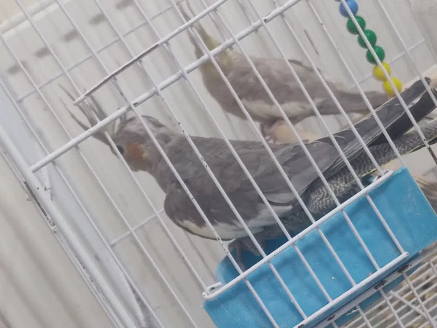 عروس هلندی|پرنده|تربتحیدریه, یحیی آباد|دیوار