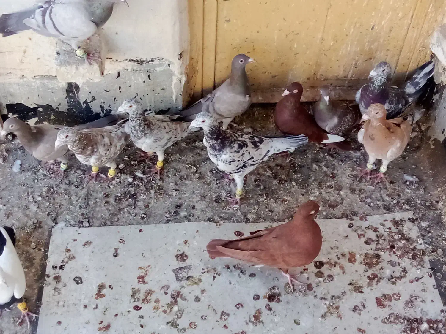 فروشی فوری کبوترخوش تیپ|پرنده|تاکستان, |دیوار