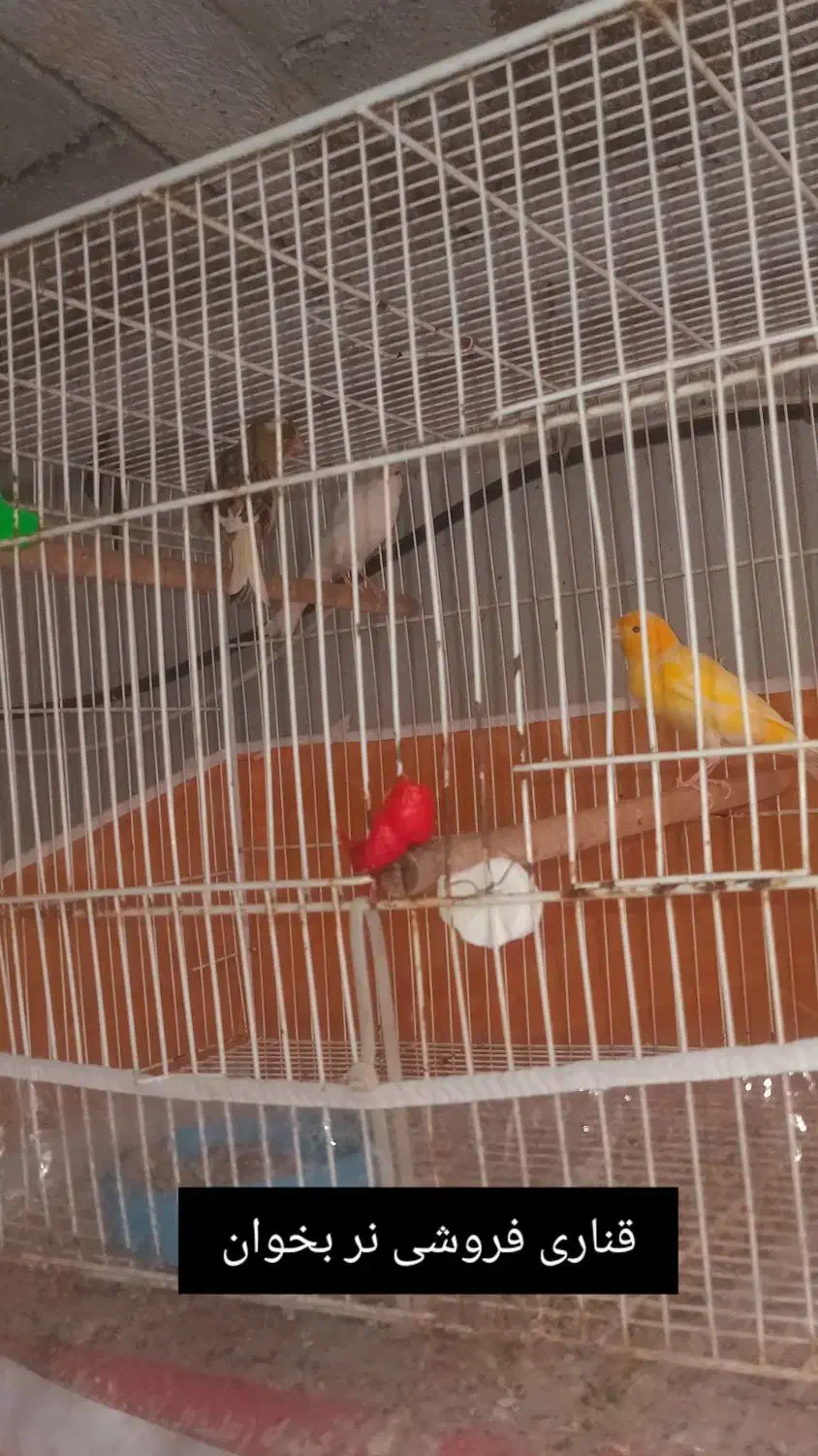 قناری نر ماده|پرنده|آزادشهر, |دیوار