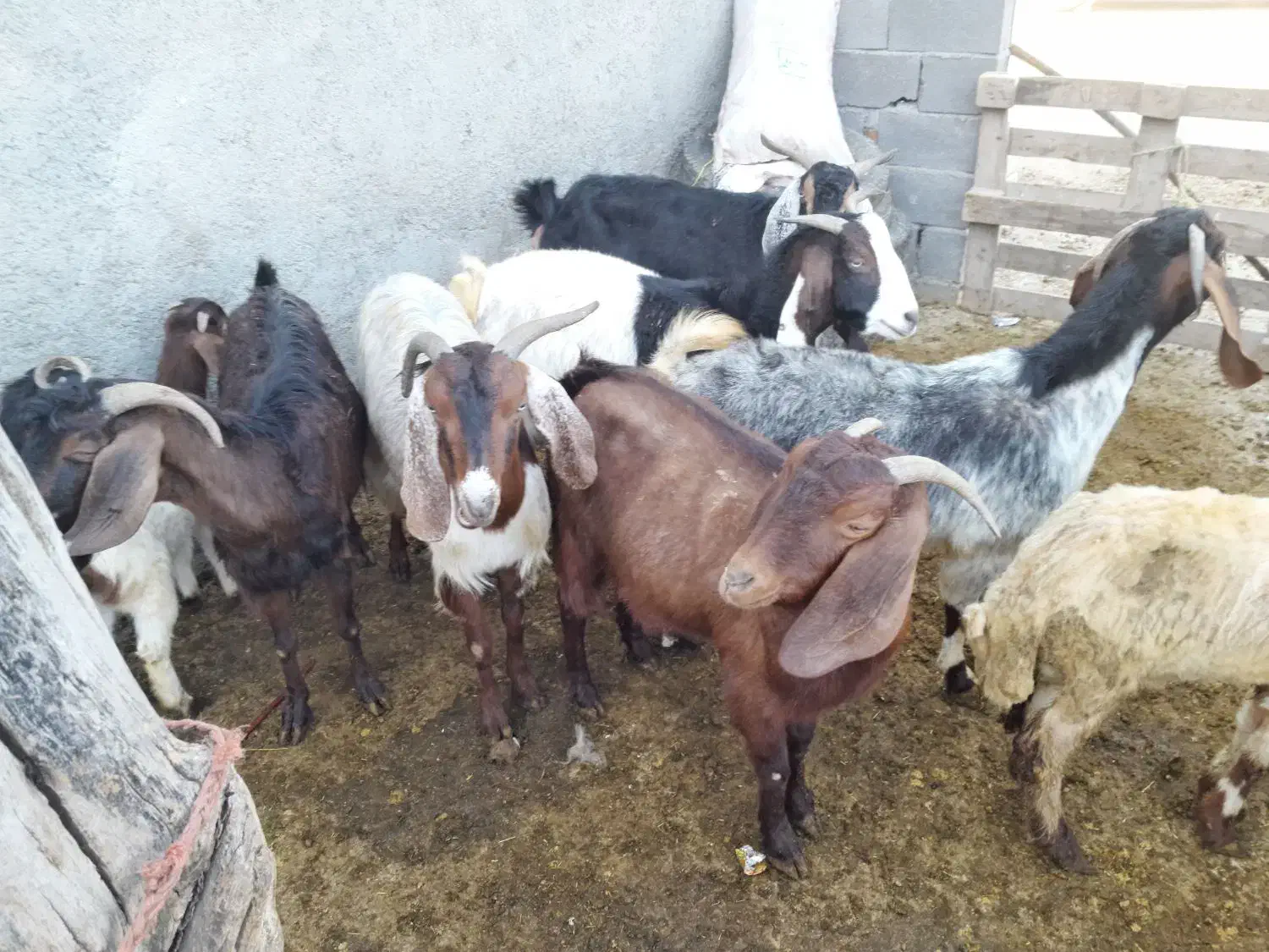 بز و گوسفند|حیوانات مزرعه|کرمانشاه, |دیوار