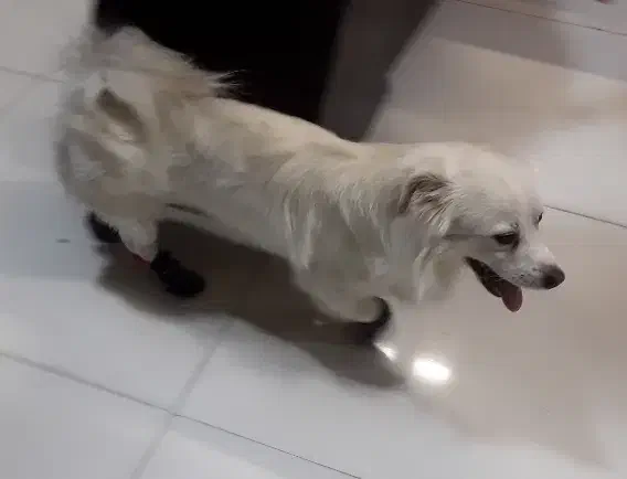 واگذاری سگ نژاد اشپیتز|سگ|شهریار, شهرک وائین|دیوار