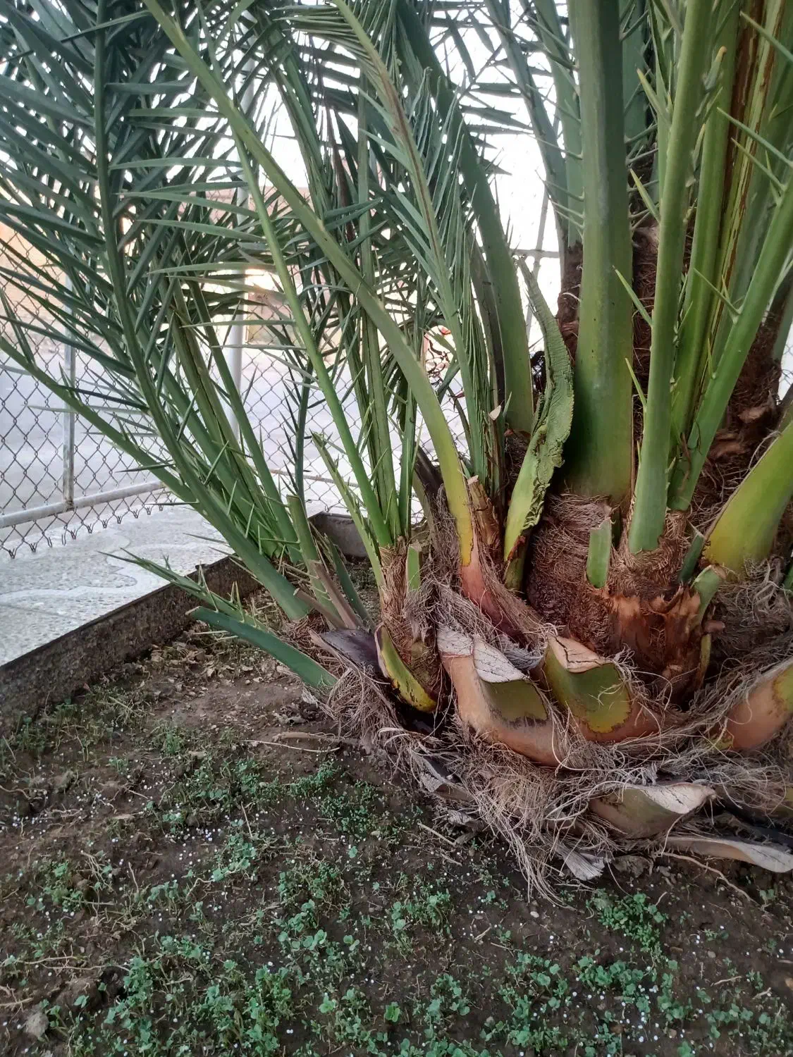 پا جوش نخل برحی|گل و گیاه طبیعی|خرمشهر, |دیوار