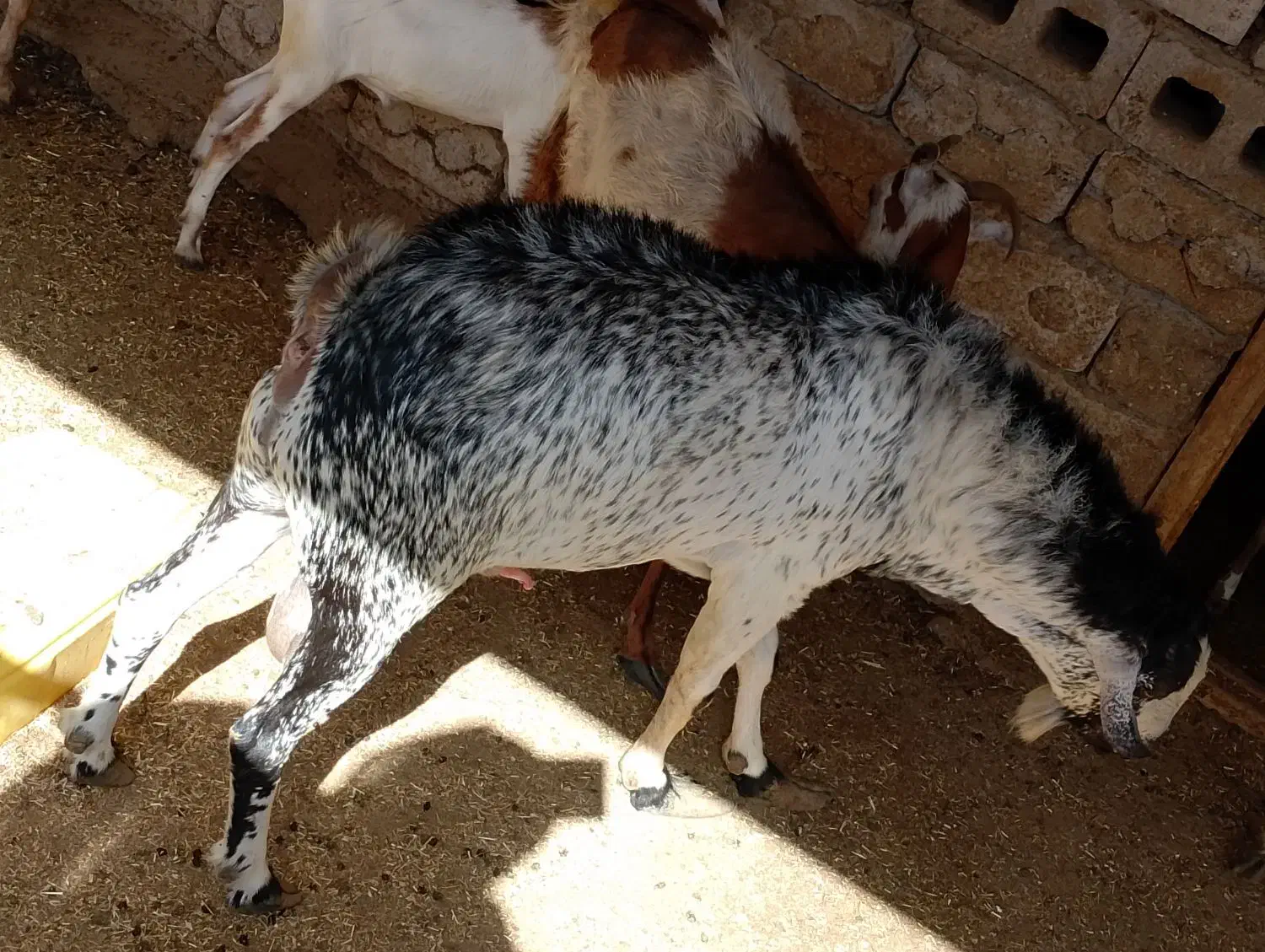 نری هم برای داشت و هم برای مال|حیوانات مزرعه|درگهان, |دیوار