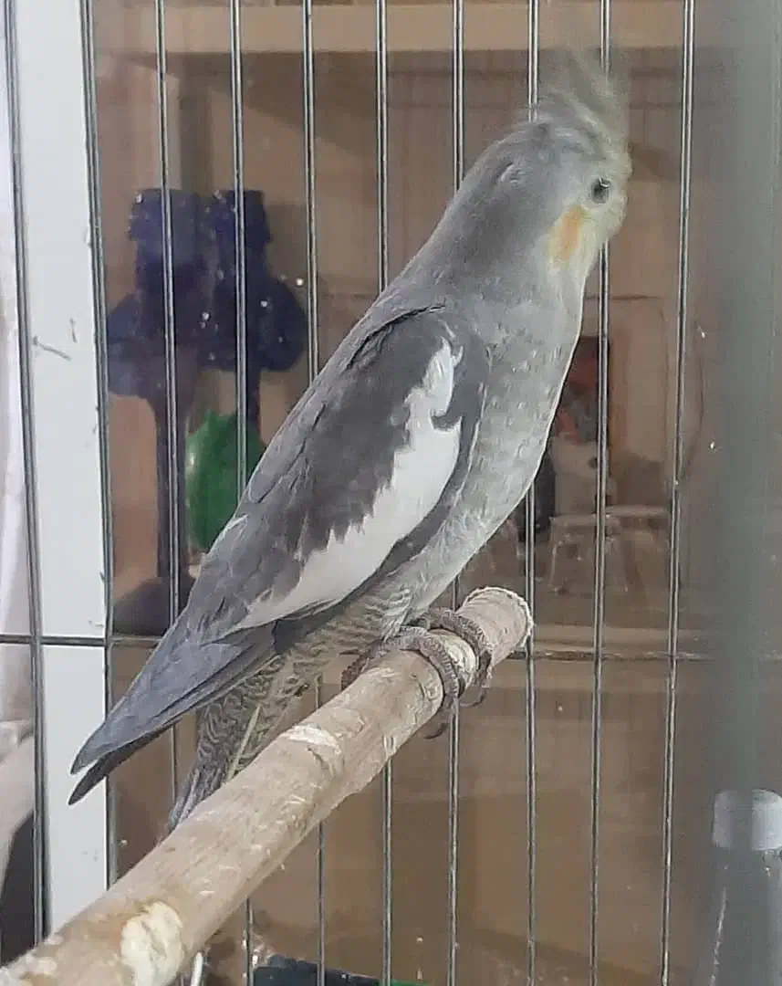 عروس هلندی|پرنده|اندیشه, شهرک مریم|دیوار