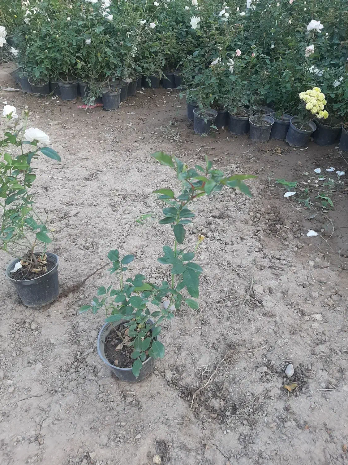 تولید و فروش نسترن سفید باکیفیت بالا و قیمت مناسب|گل و گیاه طبیعی|پاکدشت, پاکدشت (مامازند)|دیوار