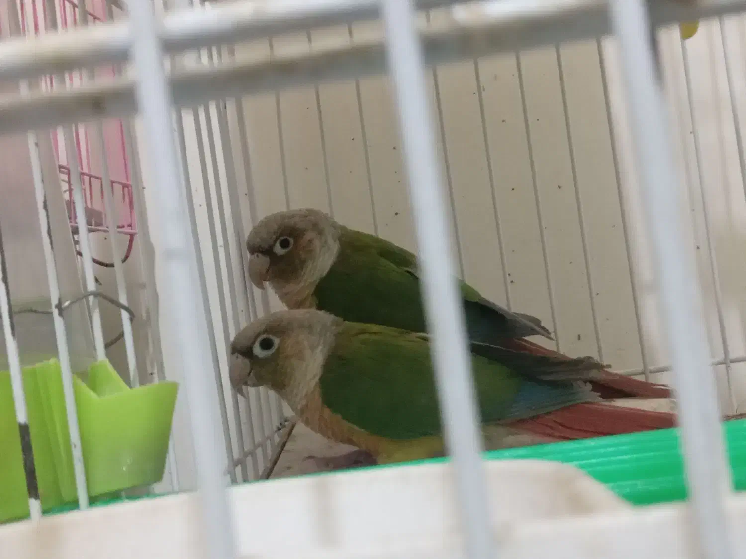 طوطی گرینچیک اناناسی|پرنده|بم, |دیوار