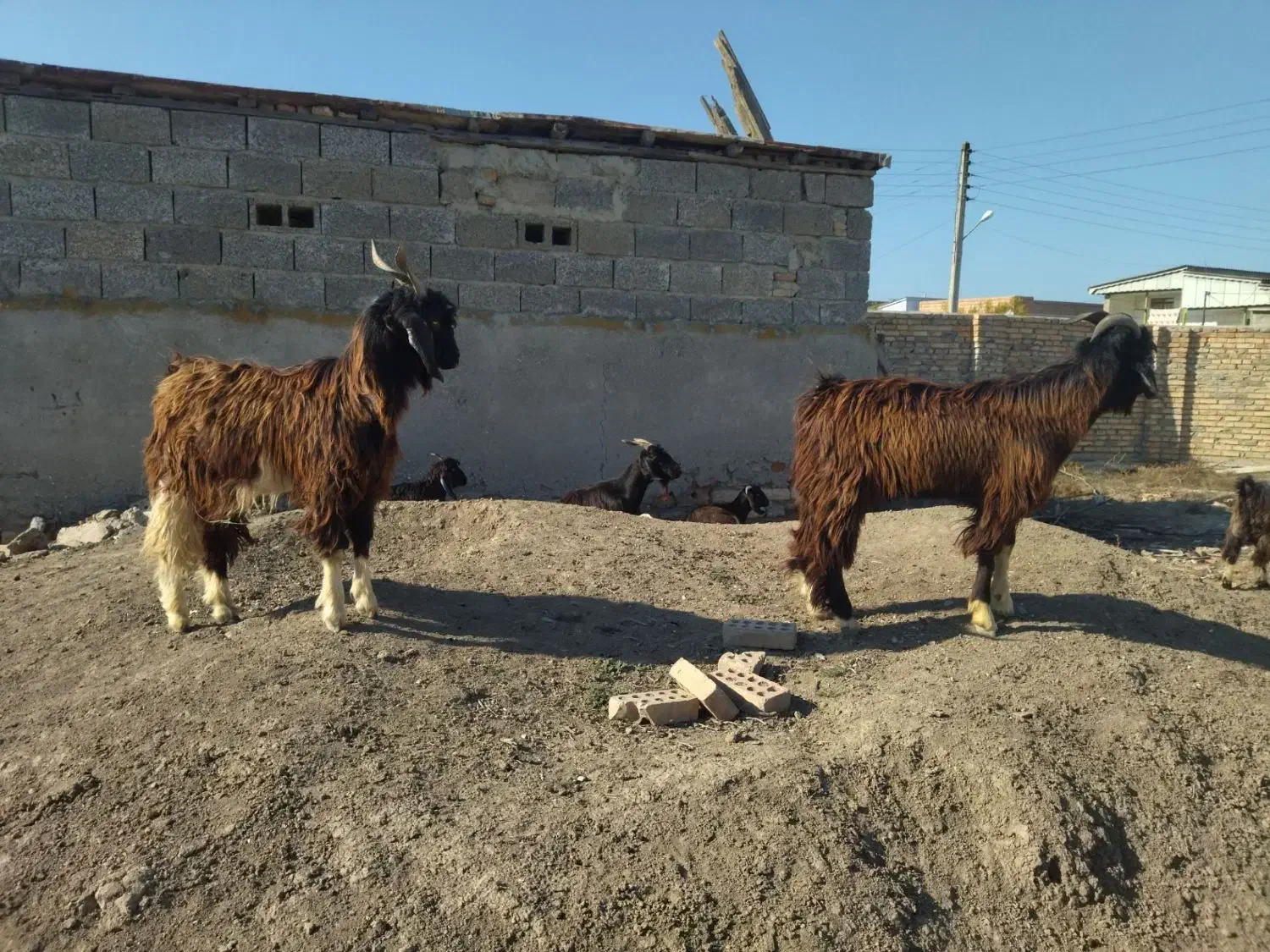 فروش چوش نر|حیوانات مزرعه|گمیشان, |دیوار