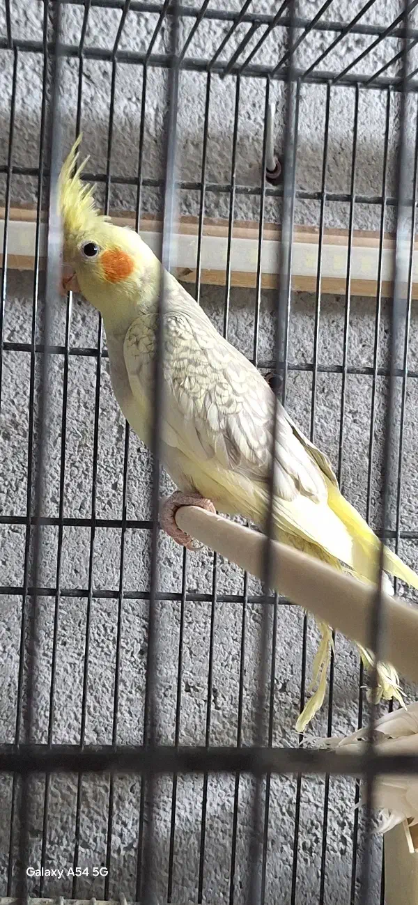 فروش عروس هلندی|پرنده|گیان, |دیوار