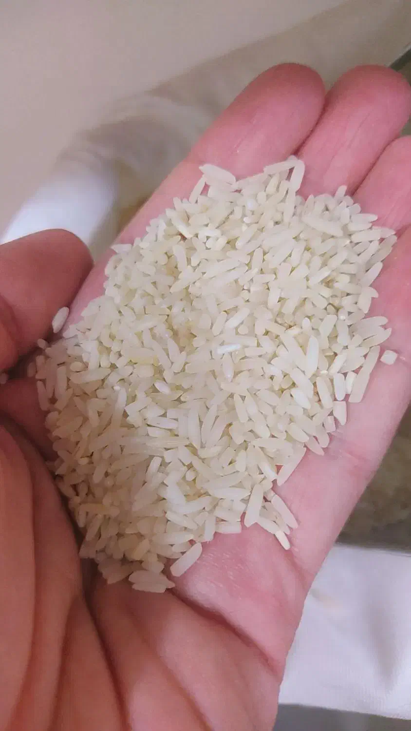 برنج طارم سرلاشه درجه یک زیر قیمت|خوردنی و آشامیدنی|گلپایگان, |دیوار