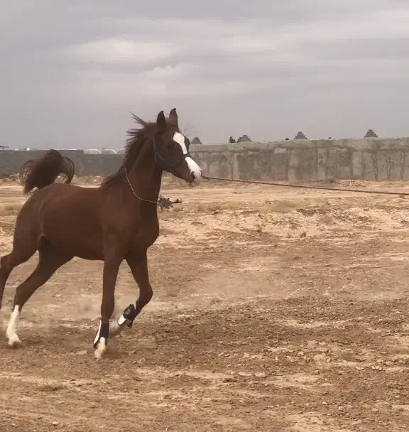 کره اسب عرب|اسب و تجهیزات اسب‌سواری|زنجان, |دیوار