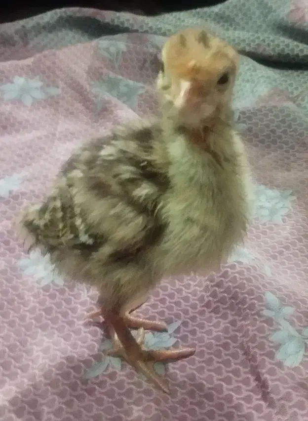 جوجه بوقلمون یک هفته ای|حیوانات مزرعه|بندر ماهشهر, |دیوار