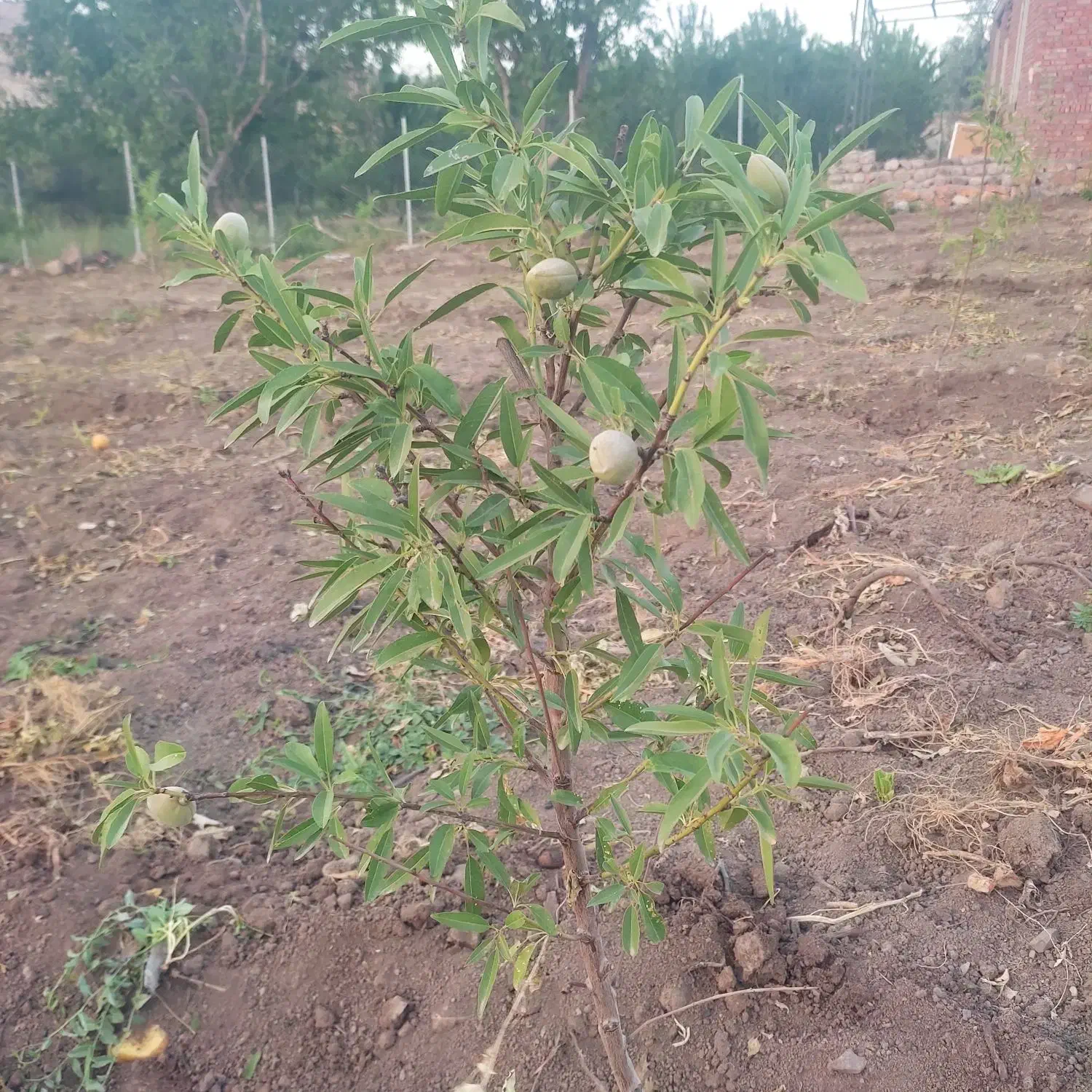 نهالستان سعید افشانی نهال گیلاس وزرد آلو عسگر آباد|خدمات باغبانی و درختکاری|ارومیه, |دیوار