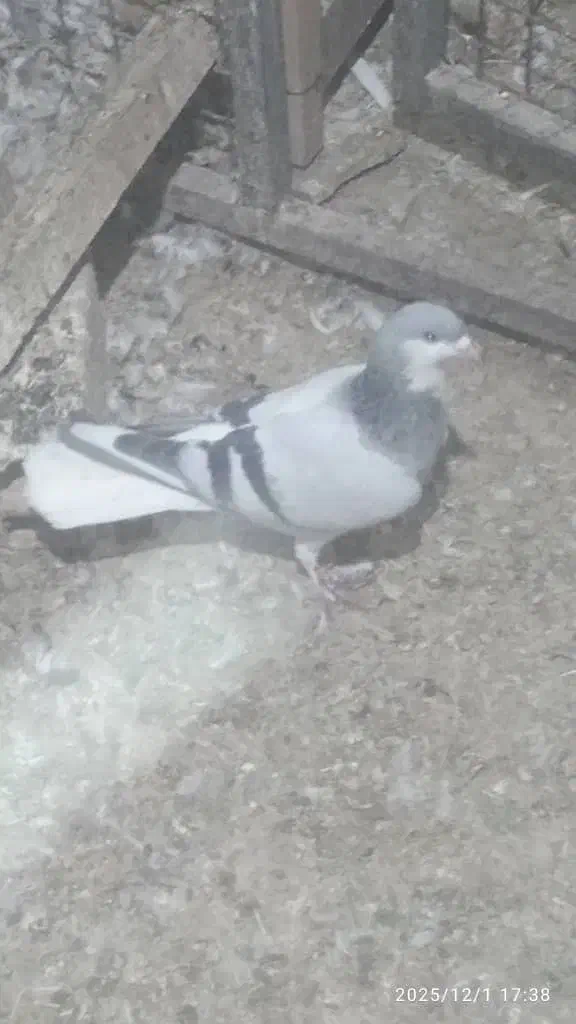 کبوتر چادری .یک جفت مساحتی|پرنده|صفادشت, |دیوار