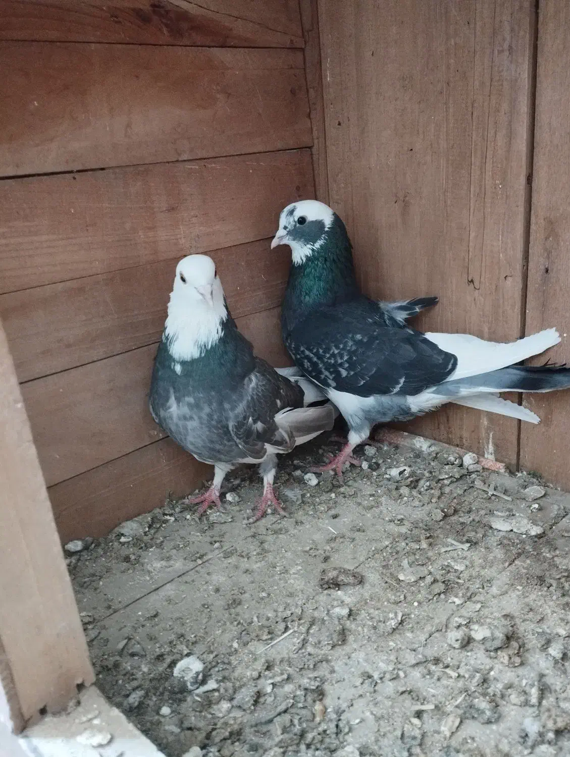 ابلق سبز پرشی دم تخم|پرنده|مینودشت, |دیوار