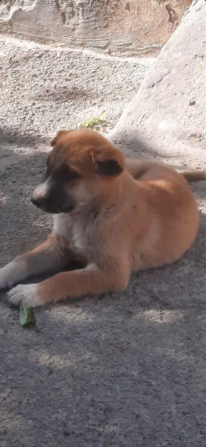 توله سرابی اصیل نرو ماده|سگ|کرج, فاز ۴ مهرشهر|دیوار