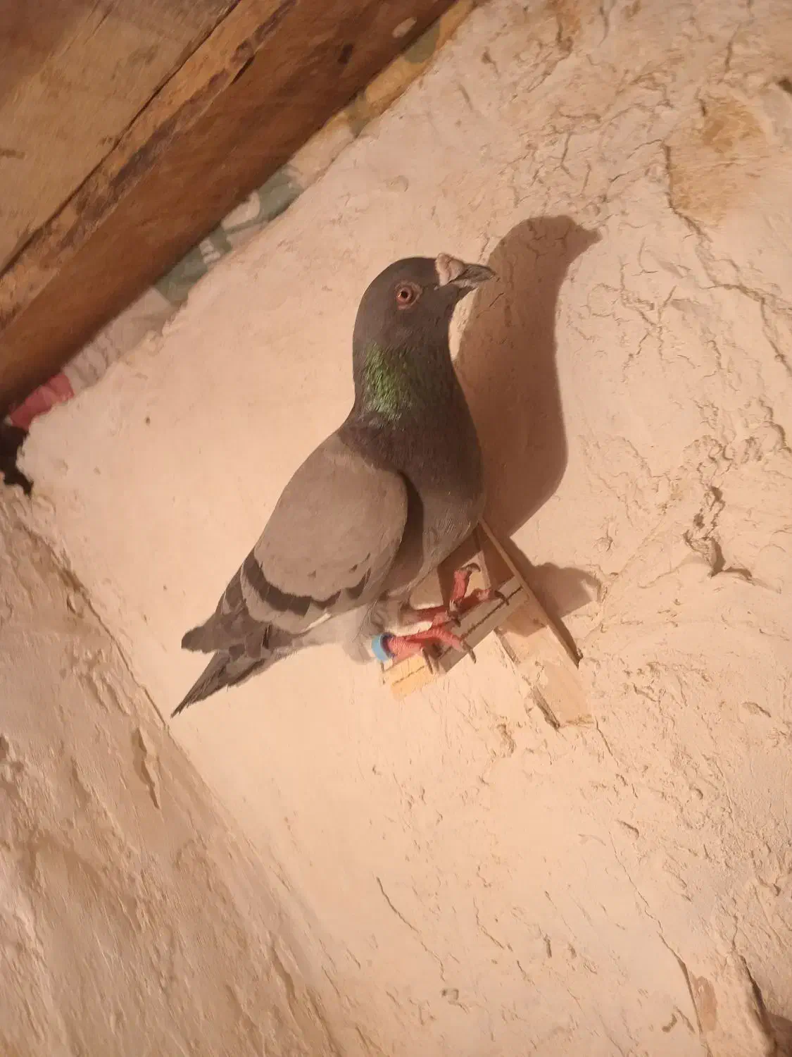 سبز|پرنده|شیروان (خراسان), |دیوار