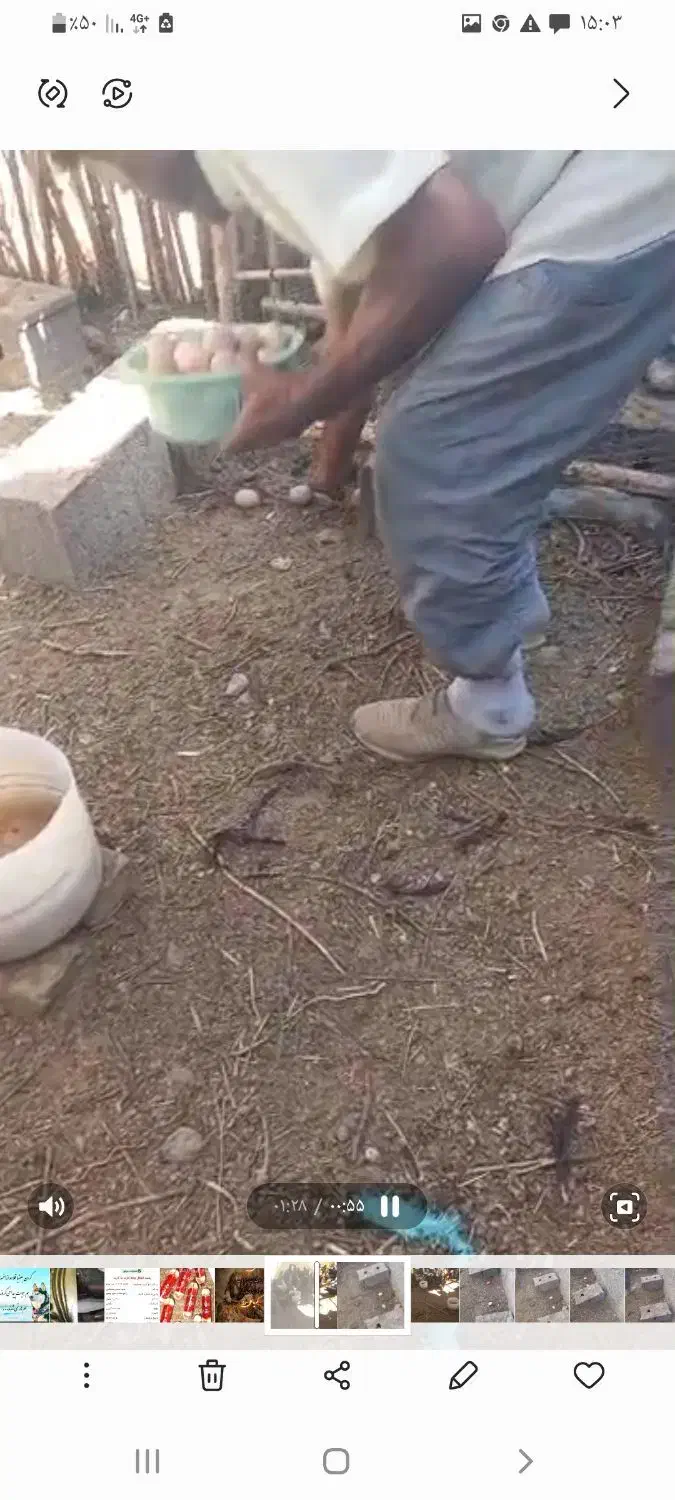 فروش تخم مرغ محلی نطفه دار،مرغ تخمگذار، کود مرغی|حیوانات مزرعه|زنجان, |دیوار