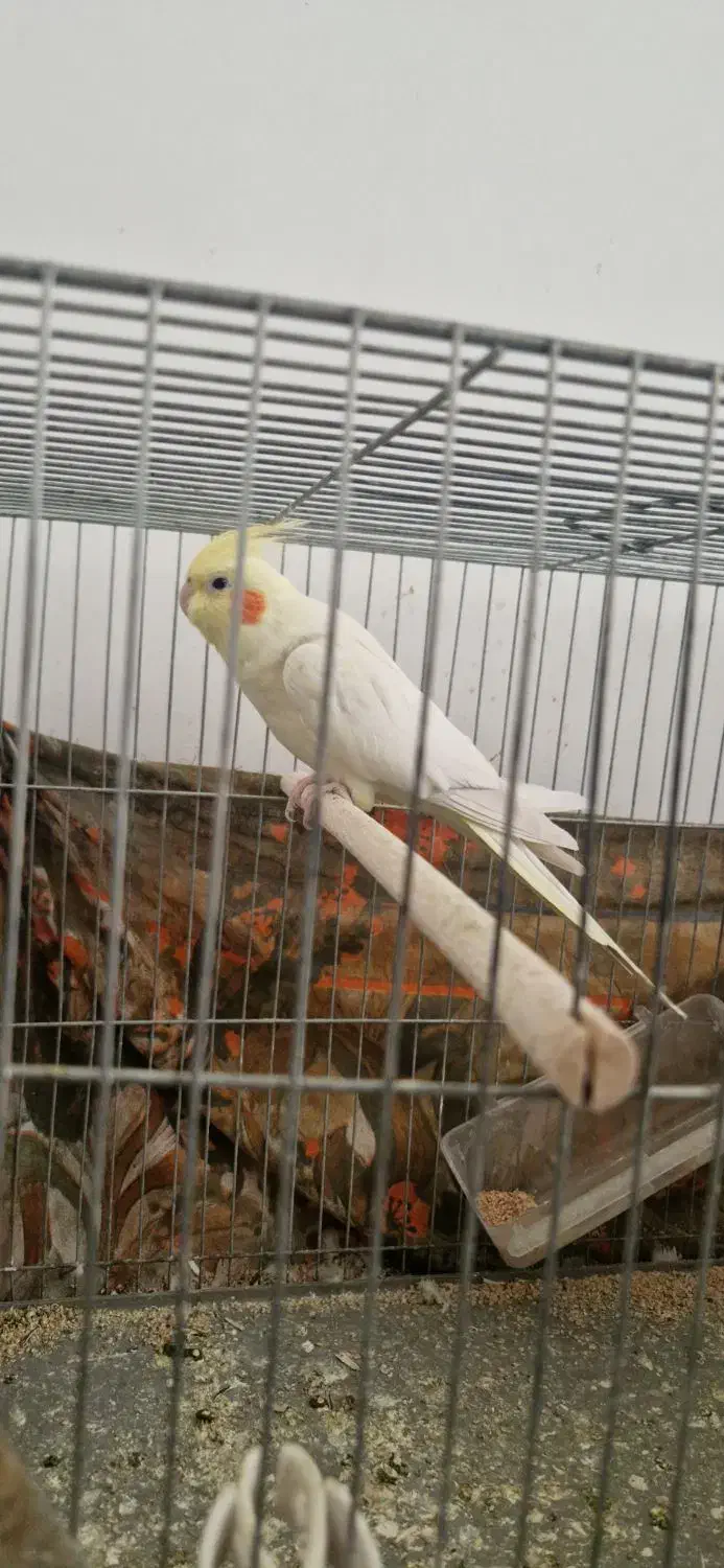 عروس هلندی ماده تخم گذار|پرنده|قم, شهرک مهدیه (مدرس)|دیوار