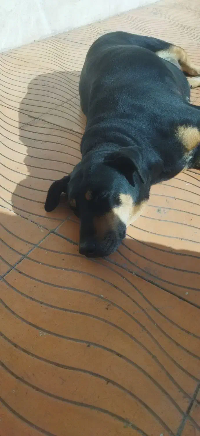 سگ دوبرمن ماده|حیوانات|سنندج, |دیوار