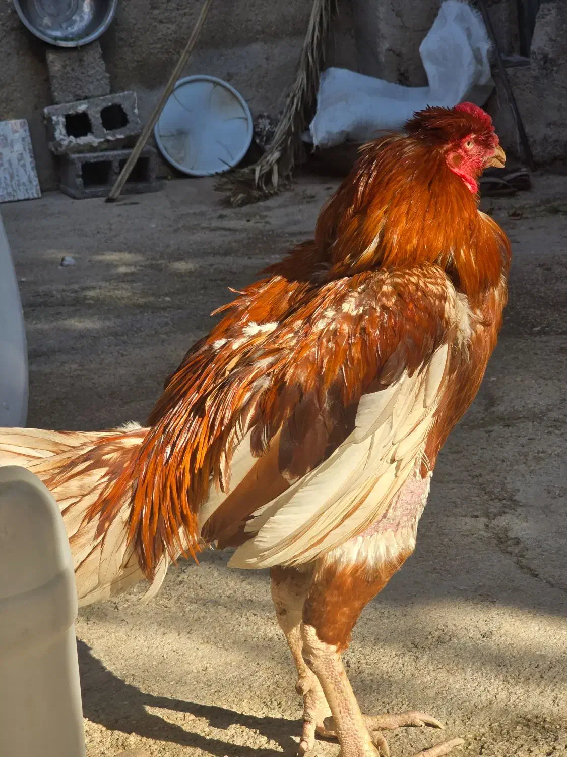 خروس لاری|حیوانات مزرعه|آبپخش, |دیوار