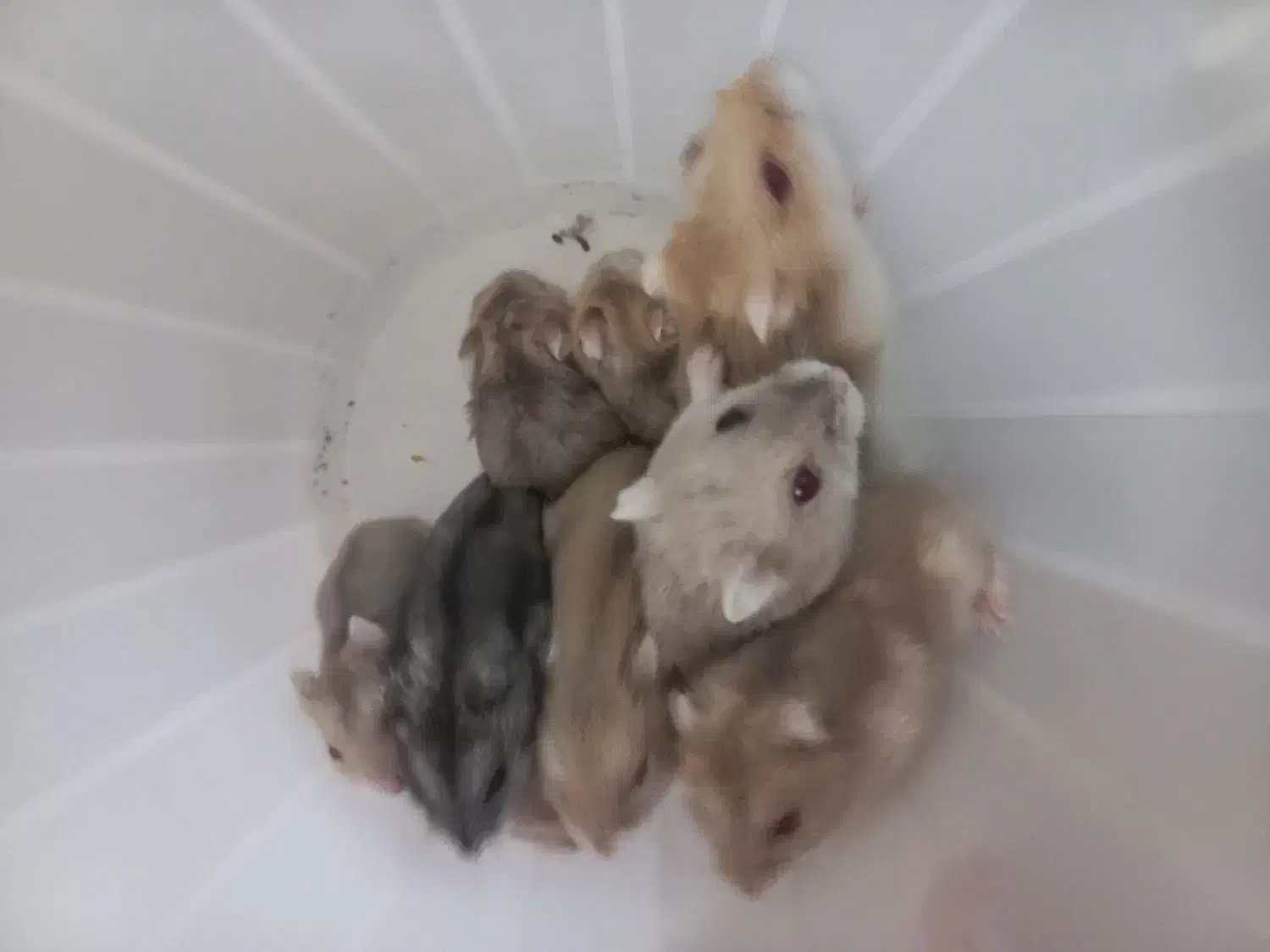 همستر|موش و خرگوش|مشکیندشت, |دیوار