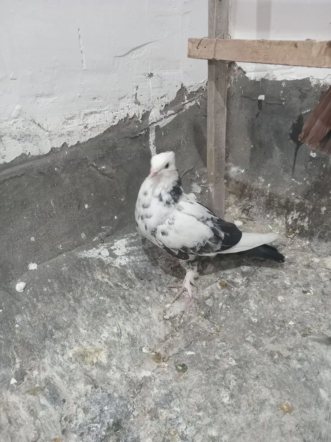 ۴تا کفتر|پرنده|قم, ناصردیوان|دیوار