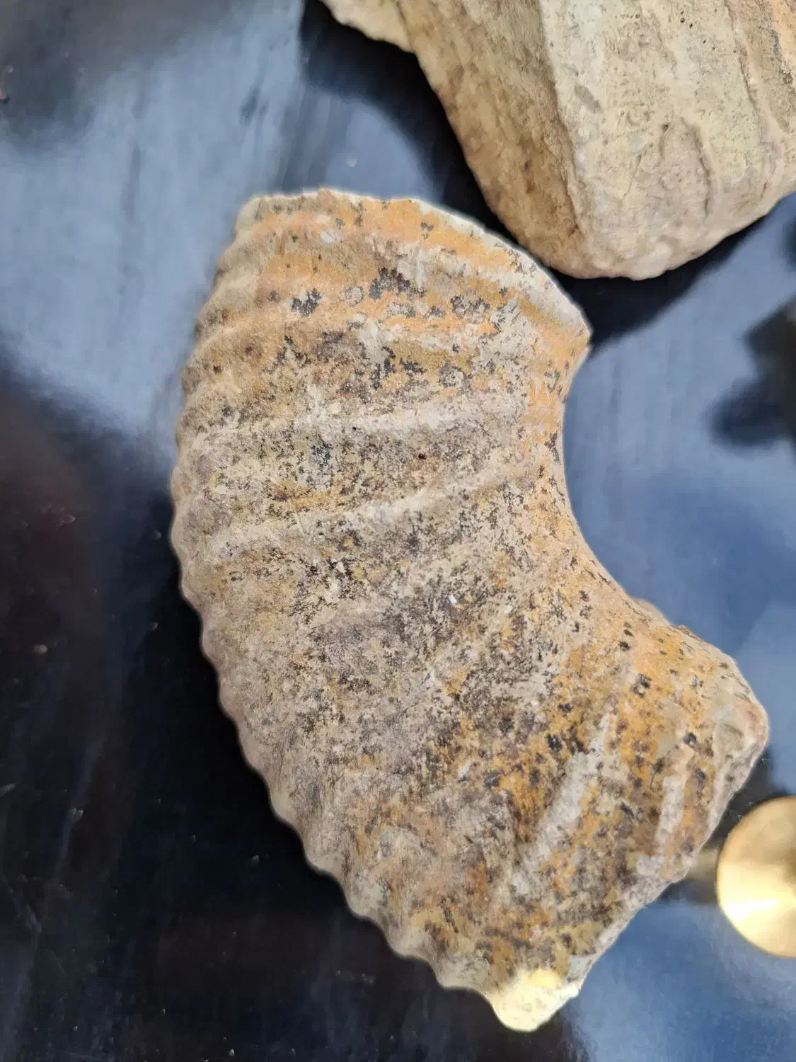 فسیل|کلکسیون اشیاء عتیقه|بجنورد, |دیوار