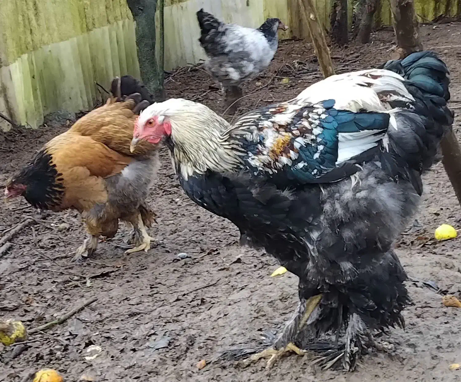 فروش مرغ و خروس برهما|حیوانات مزرعه|خرمآباد (تنکابن), |دیوار