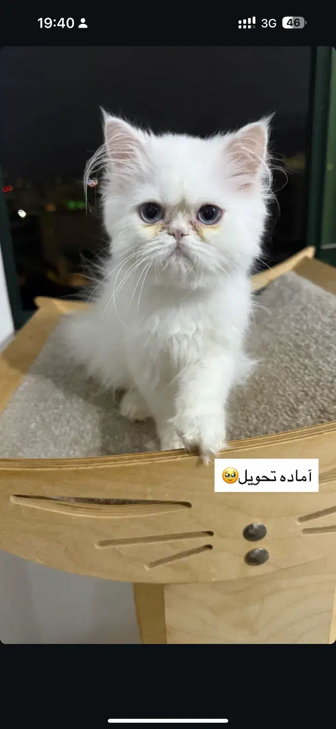 پرشین و اسکلاتیش و بریتیش|گربه|ساری, |دیوار