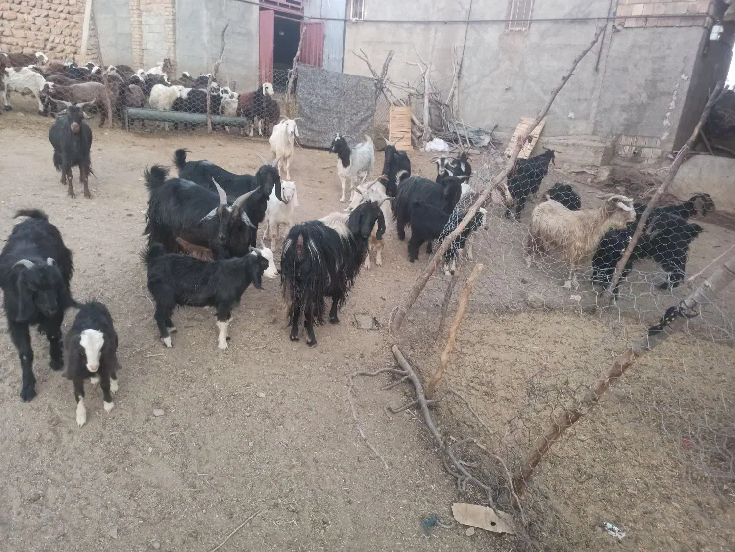 ۱۸ راس بز|حیوانات مزرعه|الشتر, |دیوار