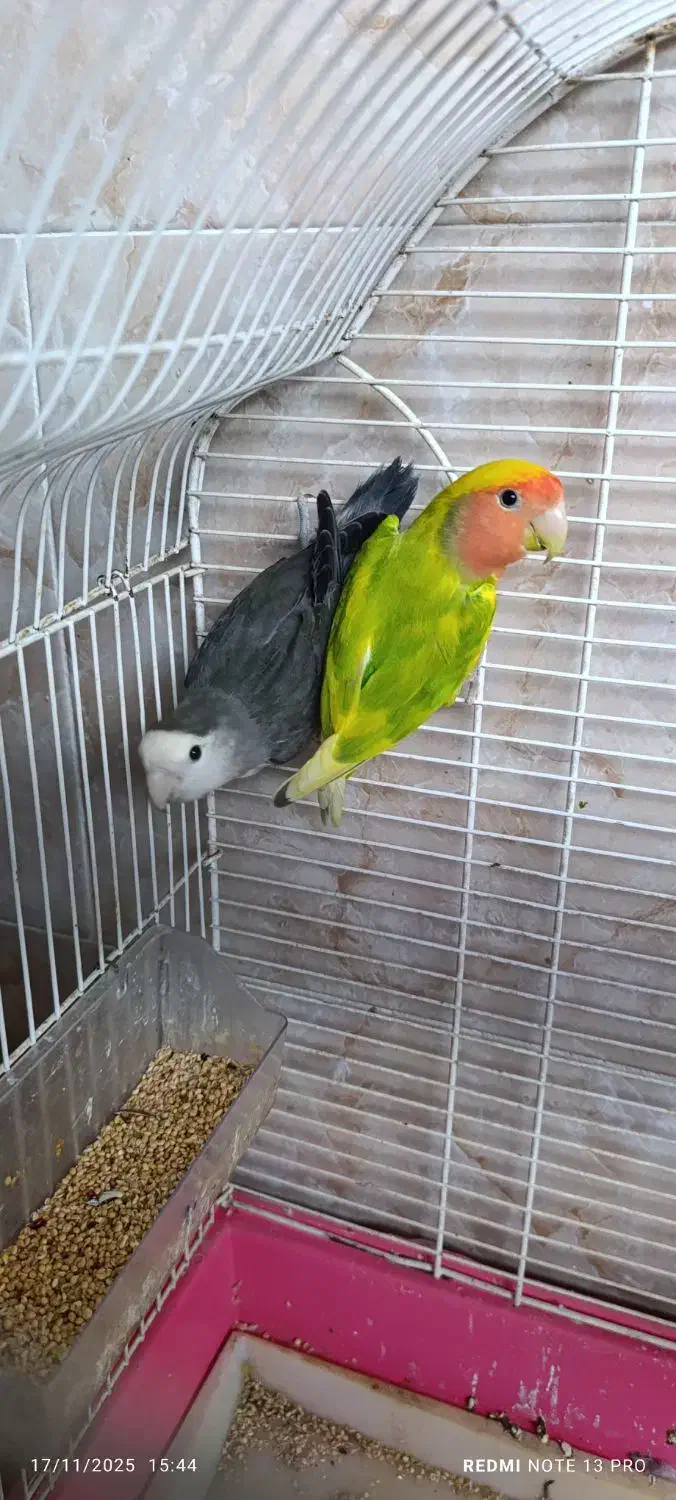 طوطی برزیلی و مرغ عشق|پرنده|رشت, هلال احمر|دیوار