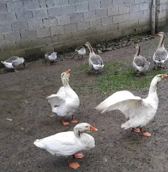 غازاکراینی ومحلی|حیوانات مزرعه|خشکبیجار, |دیوار