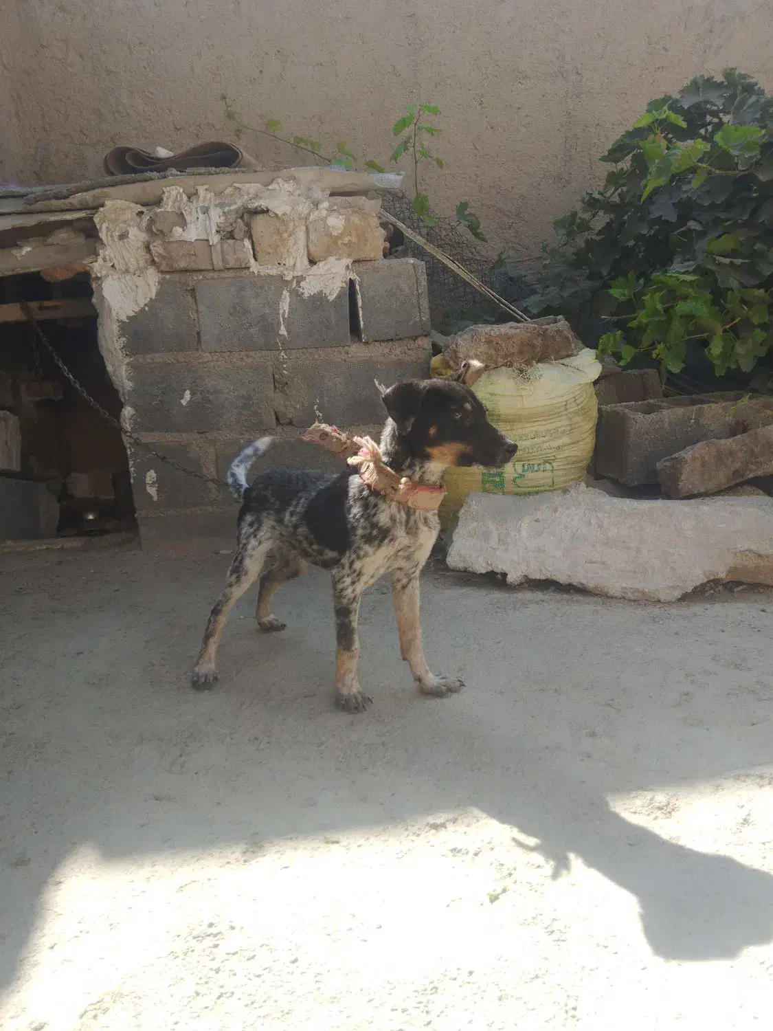 واگزاری سگ پاکوتاه|سگ|شیروان (خراسان), |دیوار