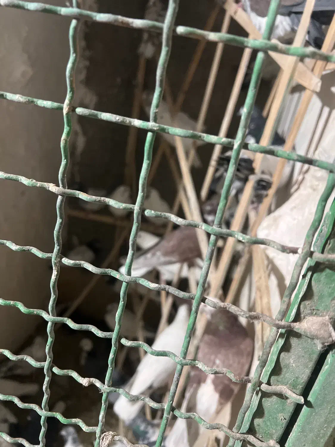 کبوتر|پرنده|سیرجان, |دیوار