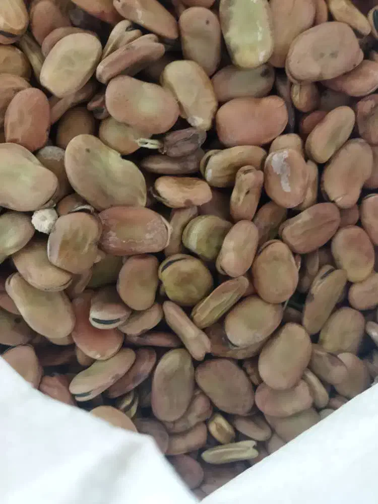 کود مواد سم|خدمات باغبانی و درختکاری|حمیدیه, |دیوار