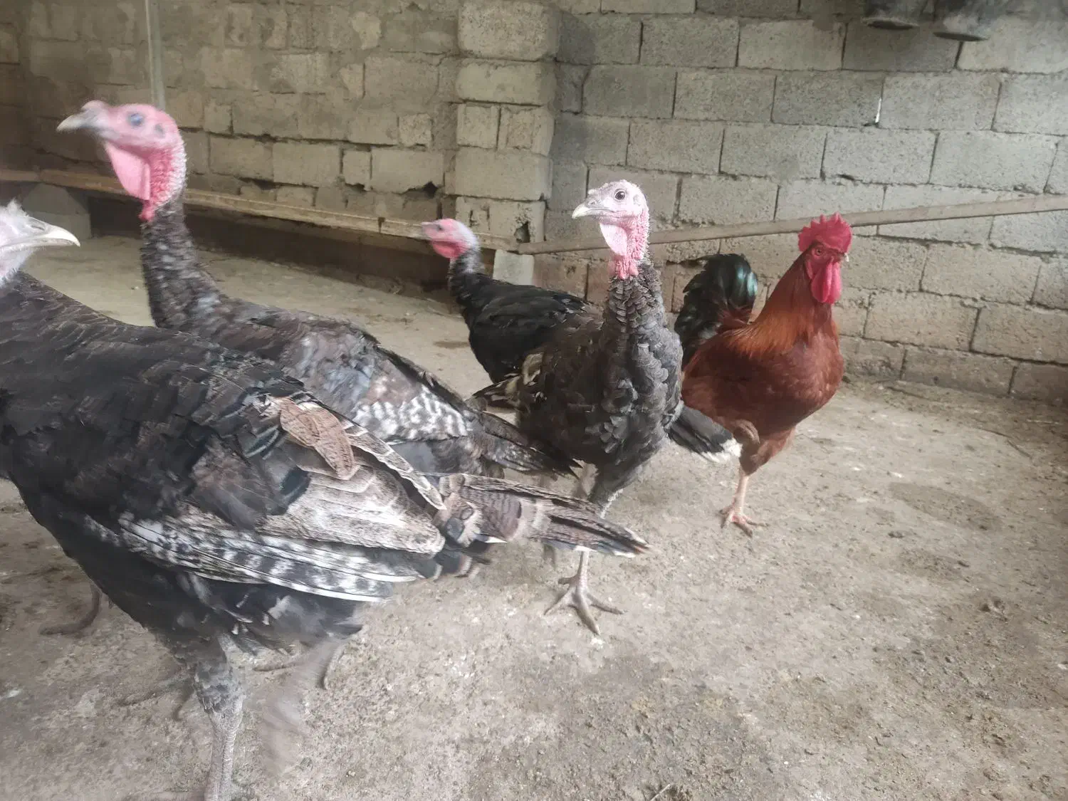 بوقلمون،مرغ،خروس|حیوانات مزرعه|سرخرود, |دیوار