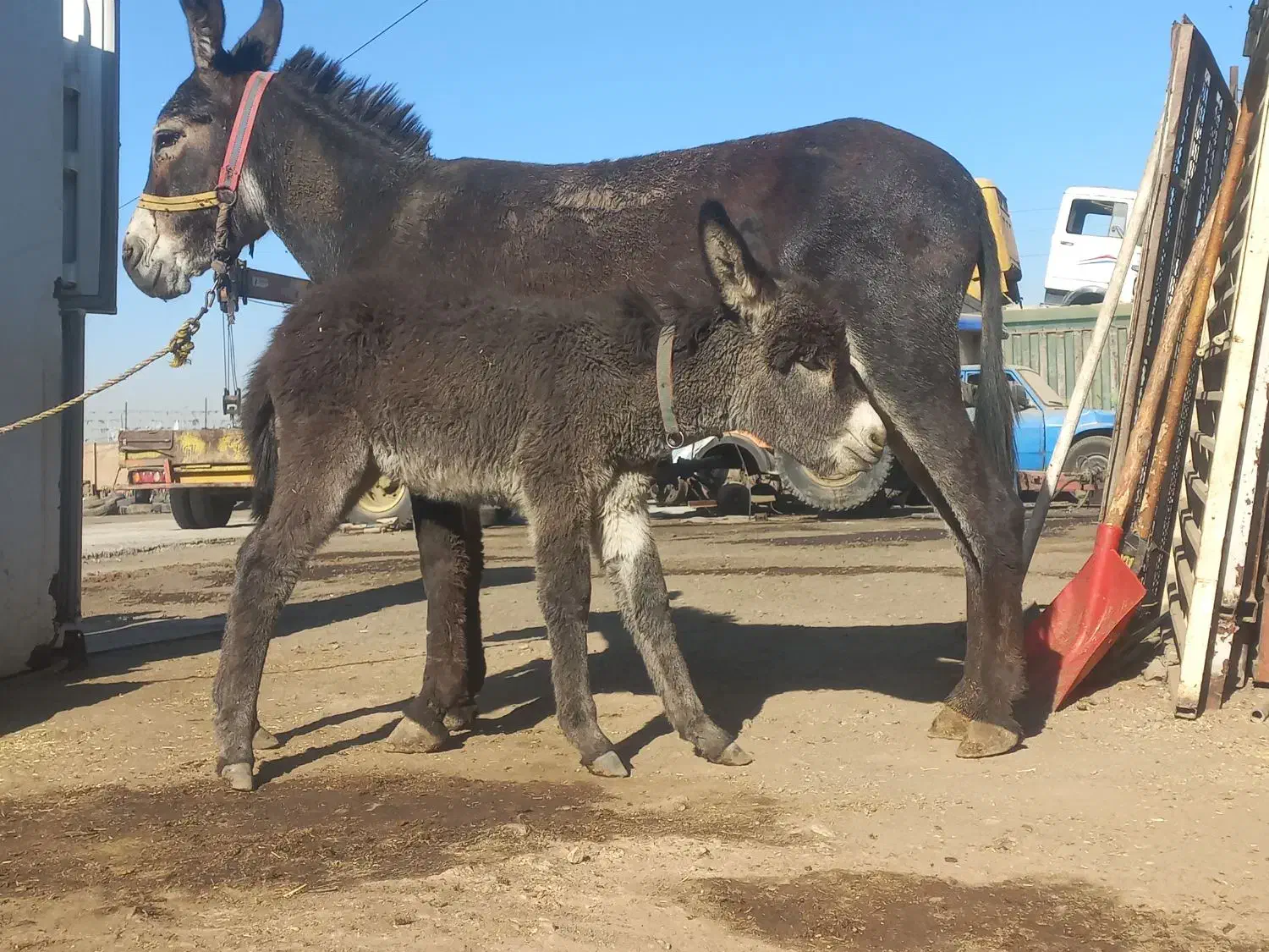 الاغ گله ای باکره ماده|حیوانات مزرعه|ری, بی‌بی شهر بانو|دیوار