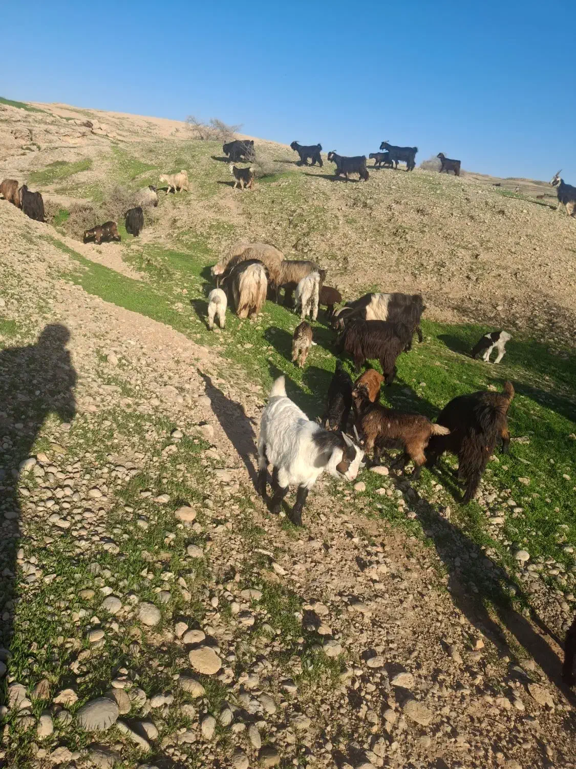 بز وبیگ|حیوانات مزرعه|دزفول, |دیوار