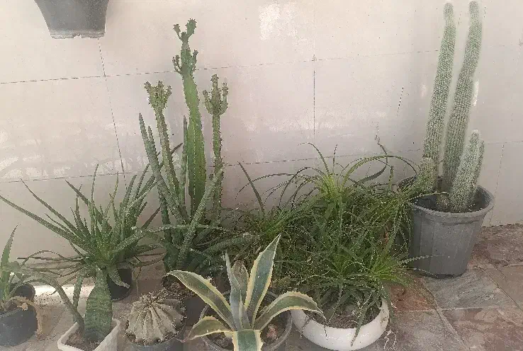 گیاه ، کاکتوس و ساکولنت|گل و گیاه طبیعی|رباط‌کریم, رباط‌کریم|دیوار