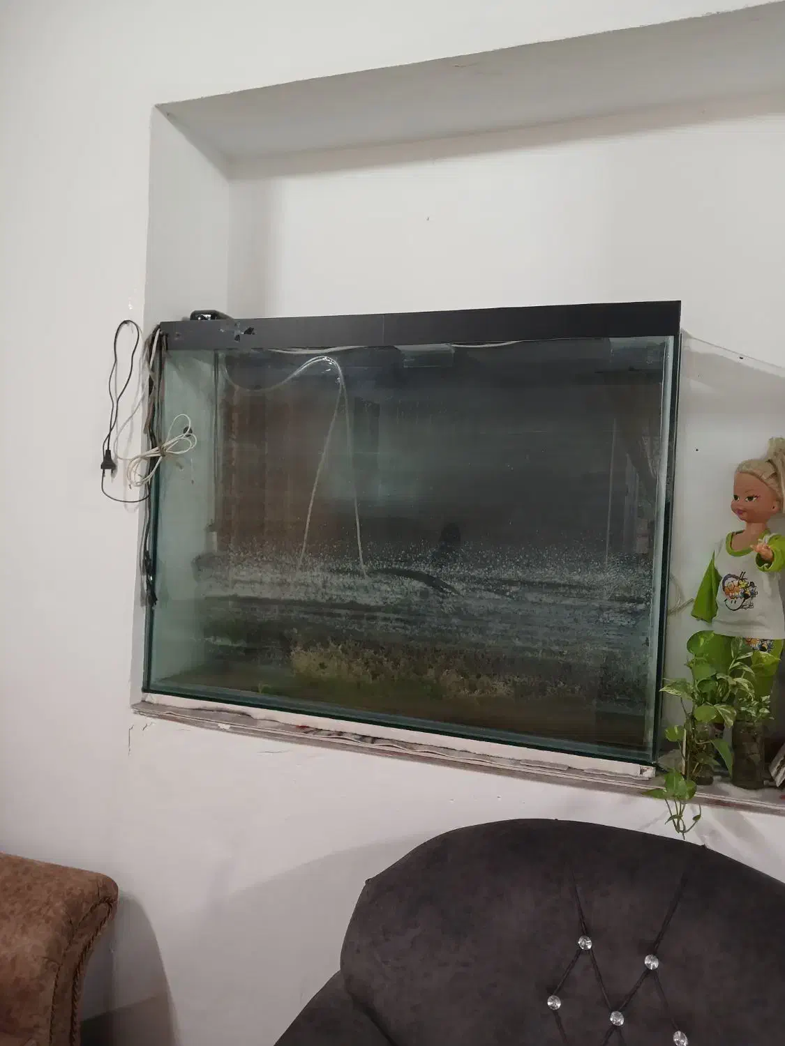 آکواریوم|ماهی|لنگرود, |دیوار