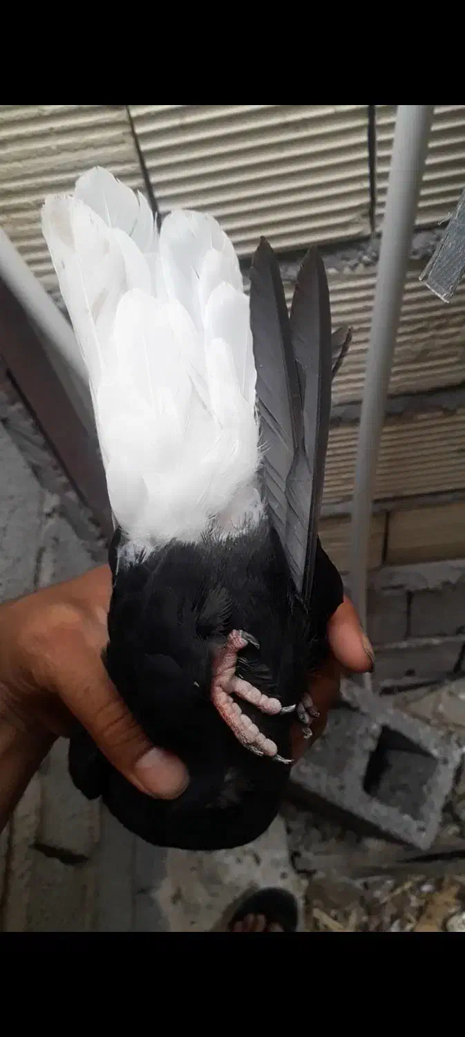 ماده طوسی|پرنده|جیرفت, |دیوار