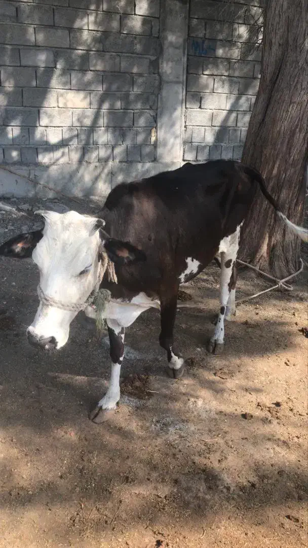 گاو فروشی شهر بندزرک|حیوانات مزرعه|بند زرک, |دیوار