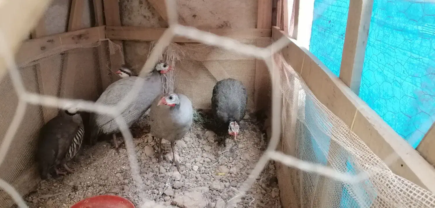 فروش مرغ شاخدار|حیوانات مزرعه|شیراز, گلشن|دیوار