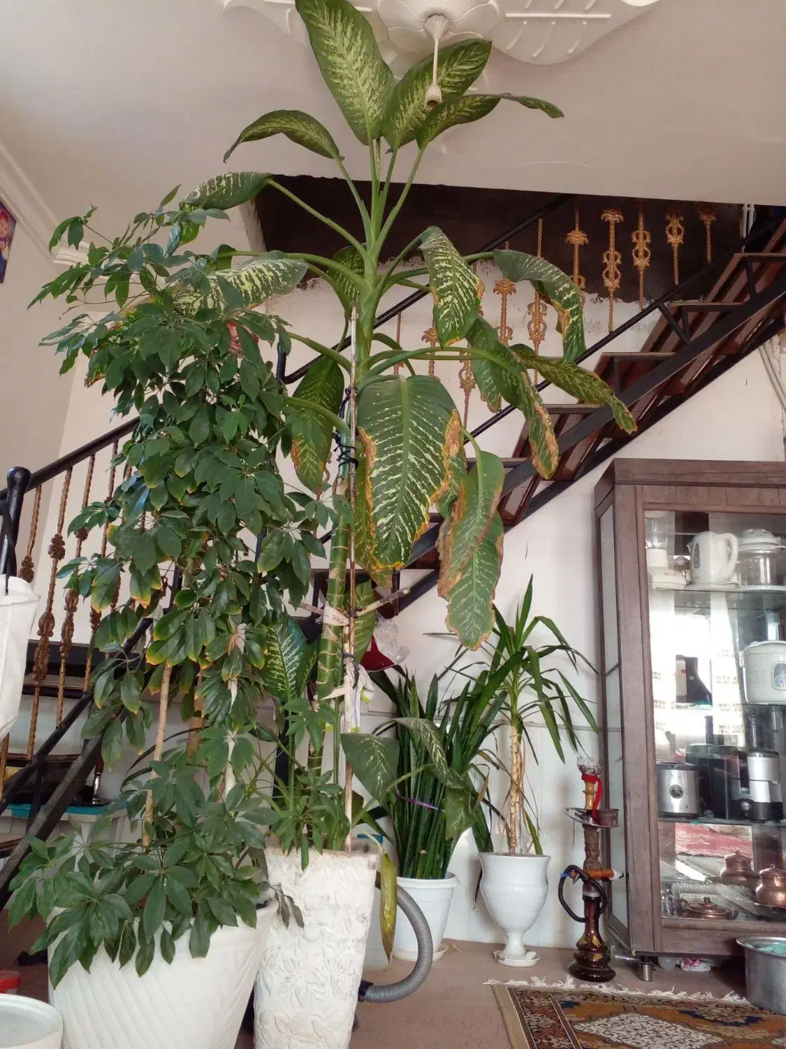 گل دیفن|گل و گیاه طبیعی|طاغنکوه, |دیوار